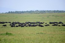 WATER BUFFALOS - MASAI MARA - KENYA 7