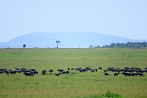 WATER BUFFALOS - MASAI MARA - KENYA 8