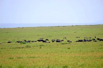 WATER BUFFALOS - MASAI MARA - KENYA