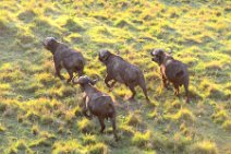 WATER BUFFALOS ON THE RUN - MASAI MARA - KENYA 1