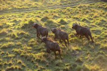 WATER BUFFALOS ON THE RUN - MASAI MARA - KENYA 2
