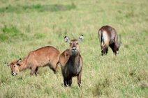 WATERBUCKS - MASAI MARA - KENYA 1