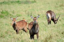 WATERBUCKS - MASAI MARA - KENYA 2