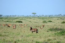 WATERBUCKS - MASAI MARA - KENYA 3