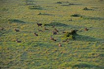 WATERBUCKS - MASAI MARA - KENYA 4