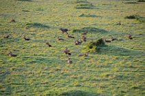 WATERBUCKS - MASAI MARA - KENYA 5