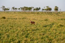 WATERBUCKS - MASAI MARA - KENYA 6