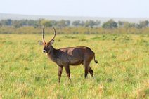 WATERBUCKS - MASAI MARA - KENYA 7