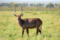 WATERBUCKS - MASAI MARA - KENYA 8
