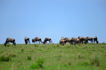 WILDERBEASTS IN THE MASAI MARA - KENYA 1