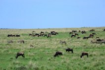WILDERBEASTS IN THE MASAI MARA - KENYA 2