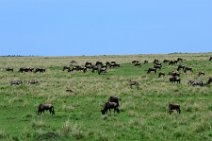 WILDERBEASTS IN THE MASAI MARA - KENYA 3
