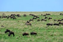 WILDERBEASTS IN THE MASAI MARA - KENYA 4