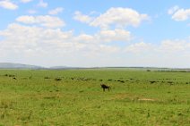 WILDERBEASTS IN THE MASAI MARA - KENYA 5