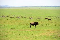 WILDERBEASTS IN THE MASAI MARA - KENYA 6