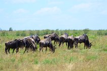 WILDERBEASTS IN THE MASAI MARA - KENYA 7