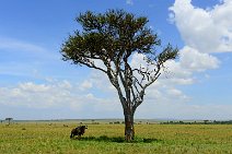 WILDERBEAT UNDER A TREE - MASAI MARA - KENYA