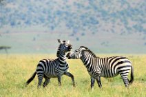 TWO ZEBRAS FIGHTING AND PLAYING IN THE MASAI MARA - KENYA 1
