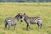 TWO ZEBRAS FIGHTING AND PLAYING IN THE MASAI MARA - KENYA 10