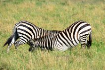 TWO ZEBRAS FIGHTING AND PLAYING IN THE MASAI MARA - KENYA 12