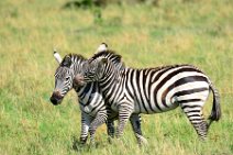 TWO ZEBRAS FIGHTING AND PLAYING IN THE MASAI MARA - KENYA 13