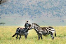 TWO ZEBRAS FIGHTING AND PLAYING IN THE MASAI MARA - KENYA 2
