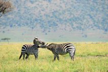 TWO ZEBRAS FIGHTING AND PLAYING IN THE MASAI MARA - KENYA 3