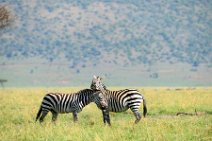 TWO ZEBRAS FIGHTING AND PLAYING IN THE MASAI MARA - KENYA 4