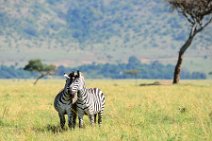 TWO ZEBRAS FIGHTING AND PLAYING IN THE MASAI MARA - KENYA 5