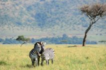 TWO ZEBRAS FIGHTING AND PLAYING IN THE MASAI MARA - KENYA 6