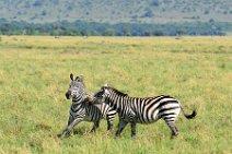 TWO ZEBRAS FIGHTING AND PLAYING IN THE MASAI MARA - KENYA 7