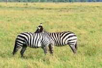 TWO ZEBRAS FIGHTING AND PLAYING IN THE MASAI MARA - KENYA 8