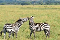 TWO ZEBRAS FIGHTING AND PLAYING IN THE MASAI MARA - KENYA 9