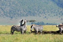 ZEBRAS - MASAI MARA - KENYA 44