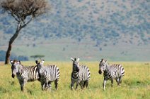 ZEBRAS - MASAI MARA - KENYA 45