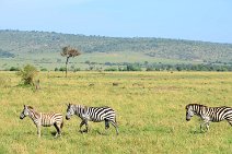 ZEBRAS - MASAI MARA - KENYA 46