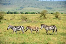 ZEBRAS - MASAI MARA - KENYA 47