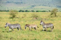 ZEBRAS - MASAI MARA - KENYA 48