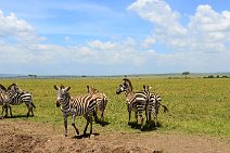 ZEBRAS - MASAI MARA - KENYA 57