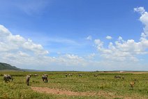 ZEBRAS AROUND KICHW TEMBO AIRSTRIP - MASAI MARA - KENYA 1