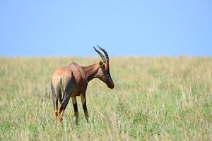 COMMON TSESSEBE