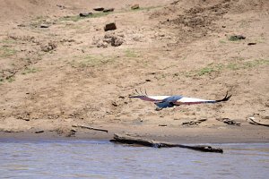 CROWN CRANE