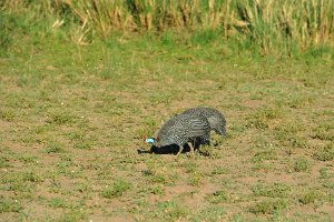 GUINEAFOWL