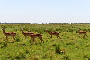 IMPALA