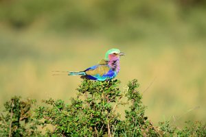 LILAC BREASTED ROLLER