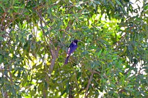 LONG TAILED STARLING