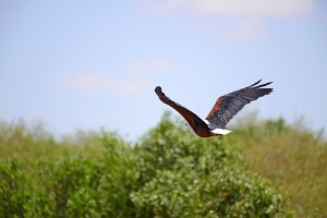 DOCU - ANIMALS IN THE MASAI MARA - KENYA - AFRICA