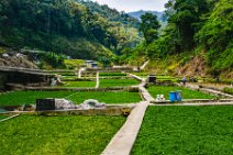 HDR - rice fields in Cameron Highlands - Malaysia 02 HDR - rice fields in Cameron Highlands - Malaysia 02.jpg