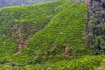 HDR - tea plantation in the Cameron Highlands - Malaysia 02 HDR - tea plantation in the Cameron Highlands - Malaysia 02.jpg