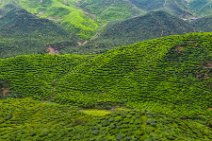 HDR - tea plantation in the Cameron Highlands - Malaysia 04 HDR - tea plantation in the Cameron Highlands - Malaysia 04.jpg